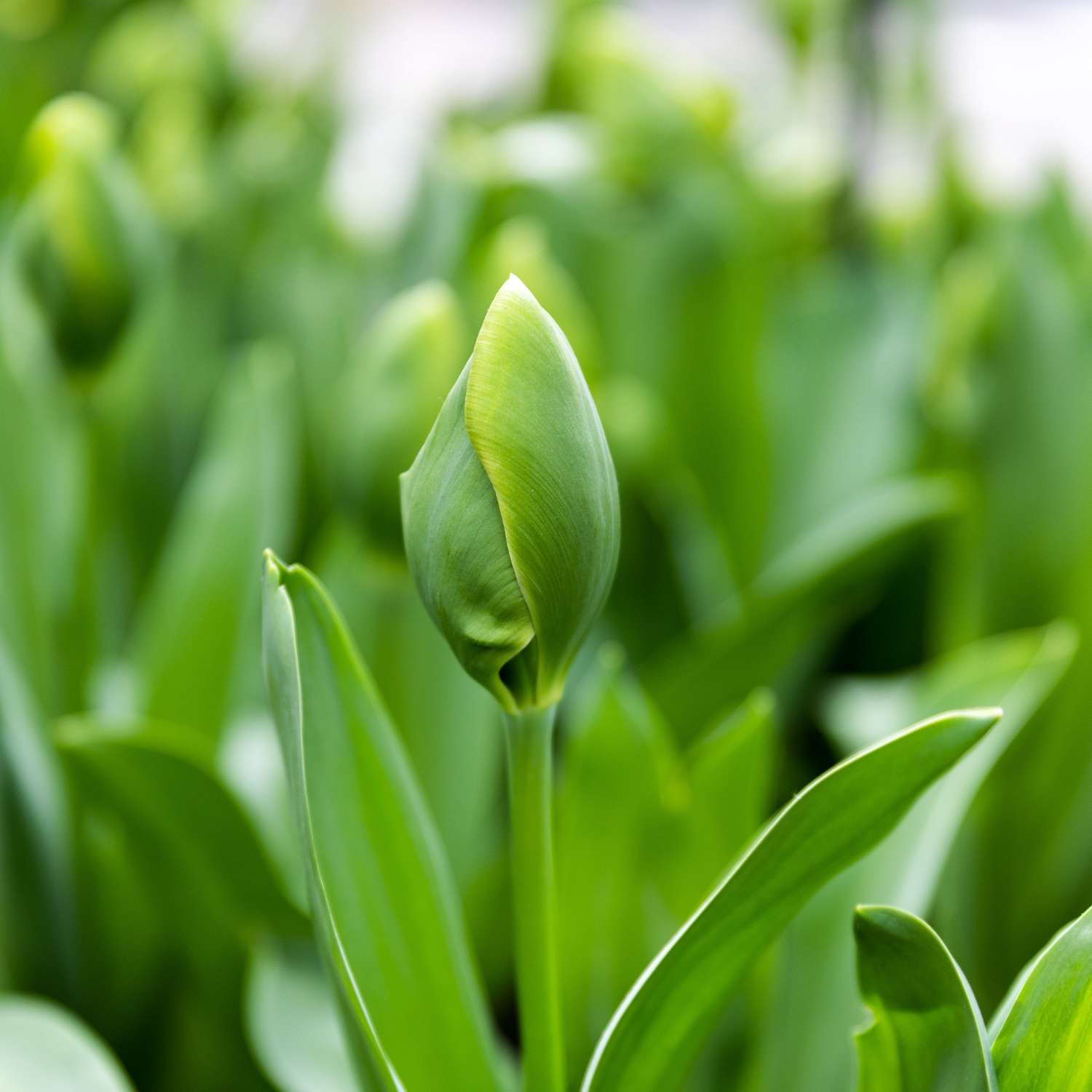 Tulppaani 'Green Power'